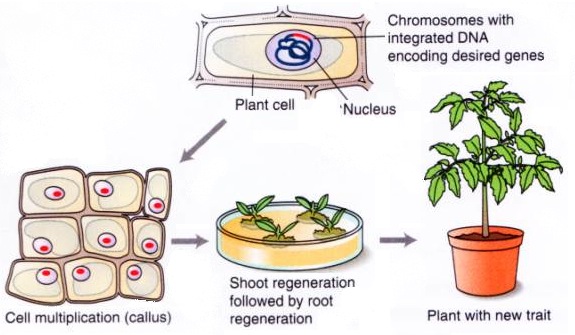 antibiotic resistance genes are used in plant transformation