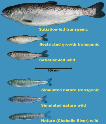 AquAdvantage salmon and wild type salmon comparison