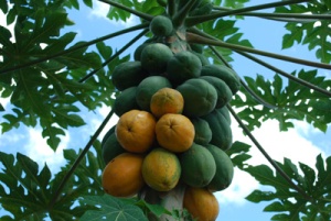 Papaya tree by Karl Haro von Mogel.