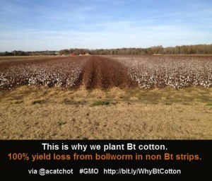 Bt Cotton Chomp by Angus Catchot via Twitter. xxx