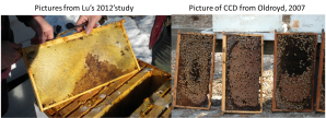 To the left is a picture of a representative frame from the honeybee colonies Lu poisoned with imidacloprid in his 2012 study. On the right are colonies afflicted with CCD. Note that the frames from a CCD colony (Oldroyd, 2007) consist almost entirely of sealed brood, while the frame Lu is claiming is afflicted by CCD (Fig. 3 in his 2012 paper) consists entirely of honey, and no sealed brood. The pictures Lu shows in his papers do not resemble those of hives affected by CCD, yet despite this he still claims he has replicated CCD. 