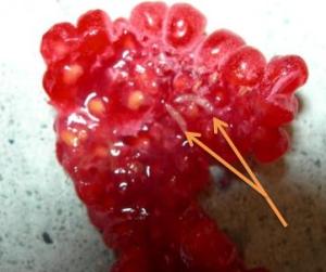 Damage to raspberry by D. suzukii. Arrows indicate maggots. Image from here.