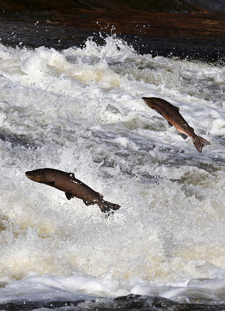 escape of GMO salmon would not result in environmental harm