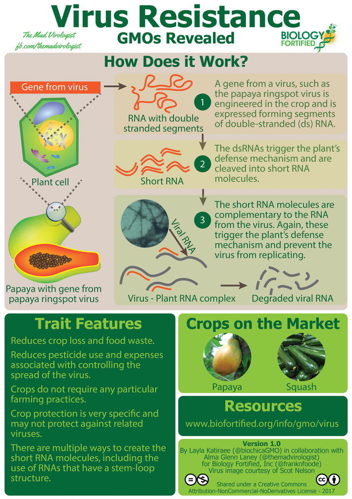GMOs Revealed Virus Resistance Infographic