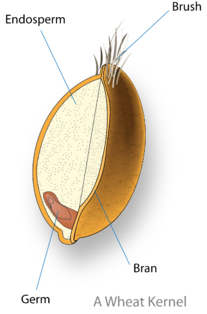 wheat kernel diagram