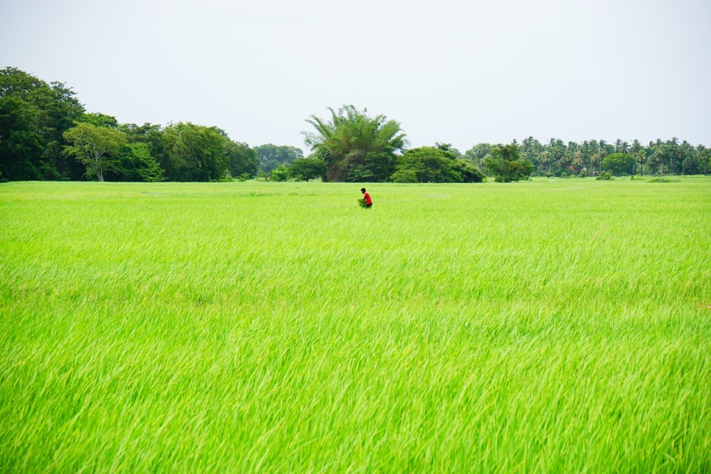 one worker in rice field